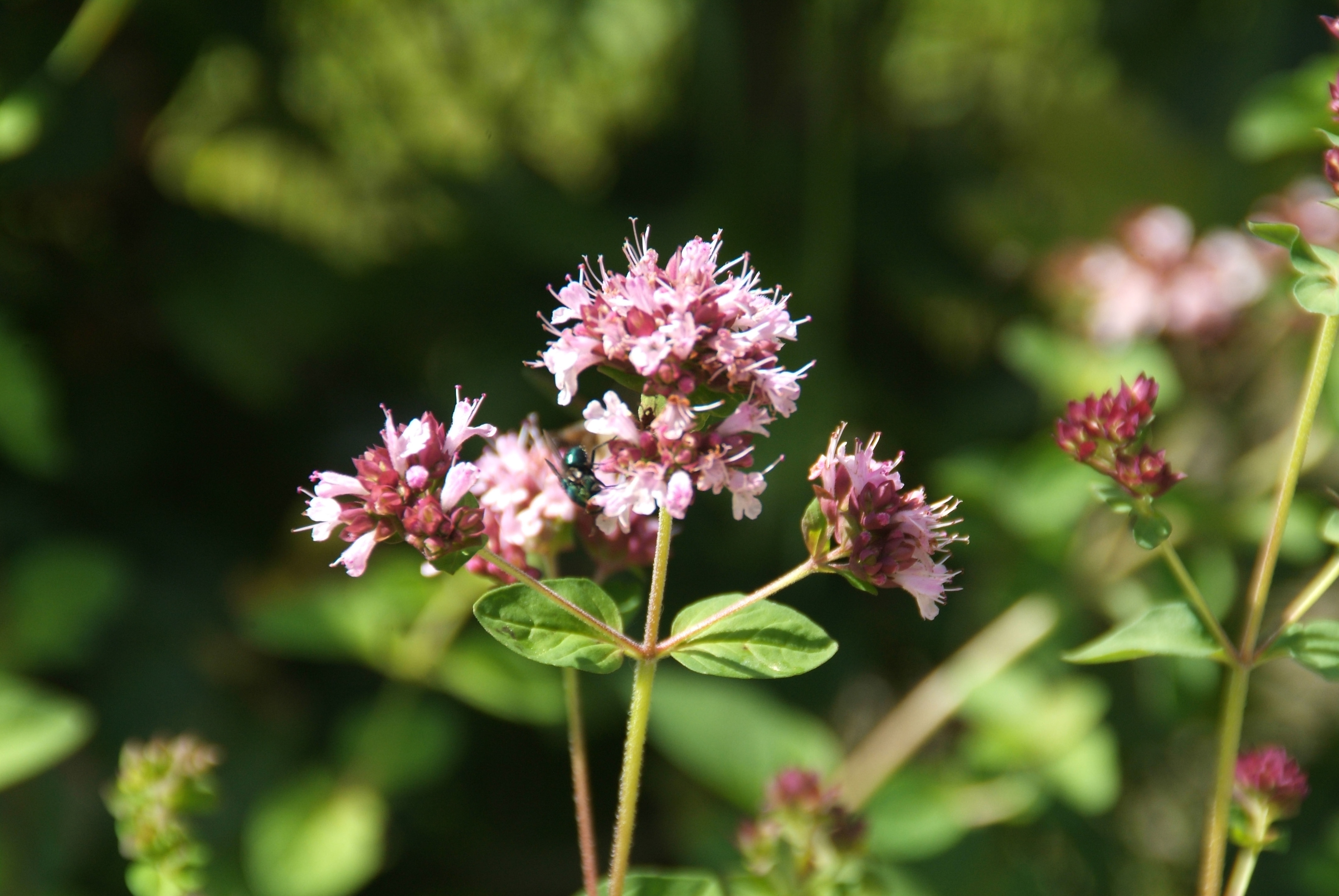 Origanum vulgareWilde marjolein bestellen